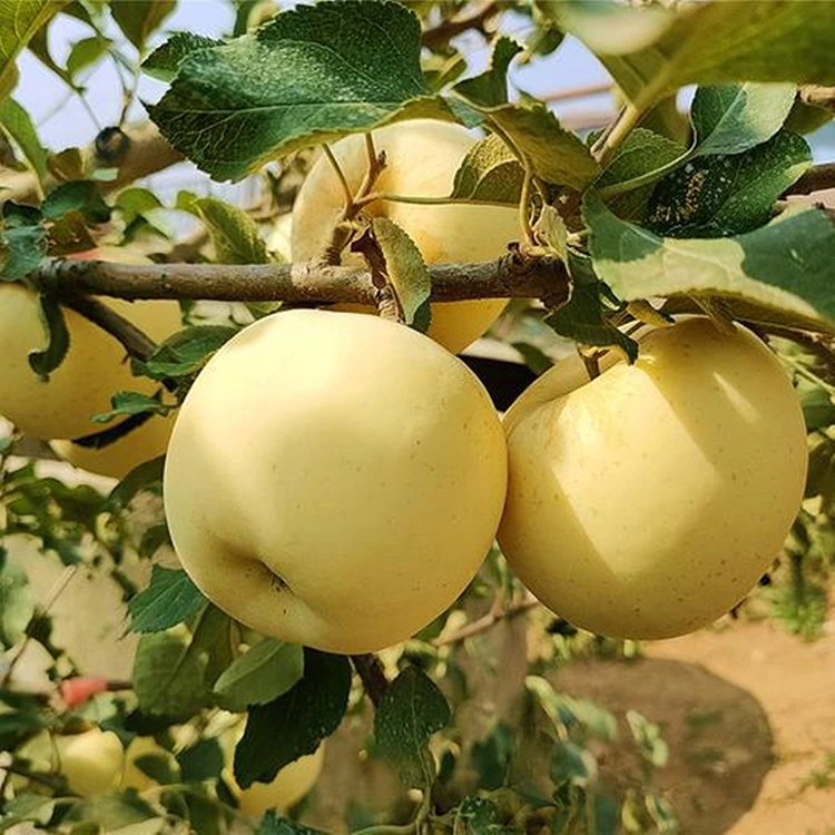 Vars Goue Heerlike Appels