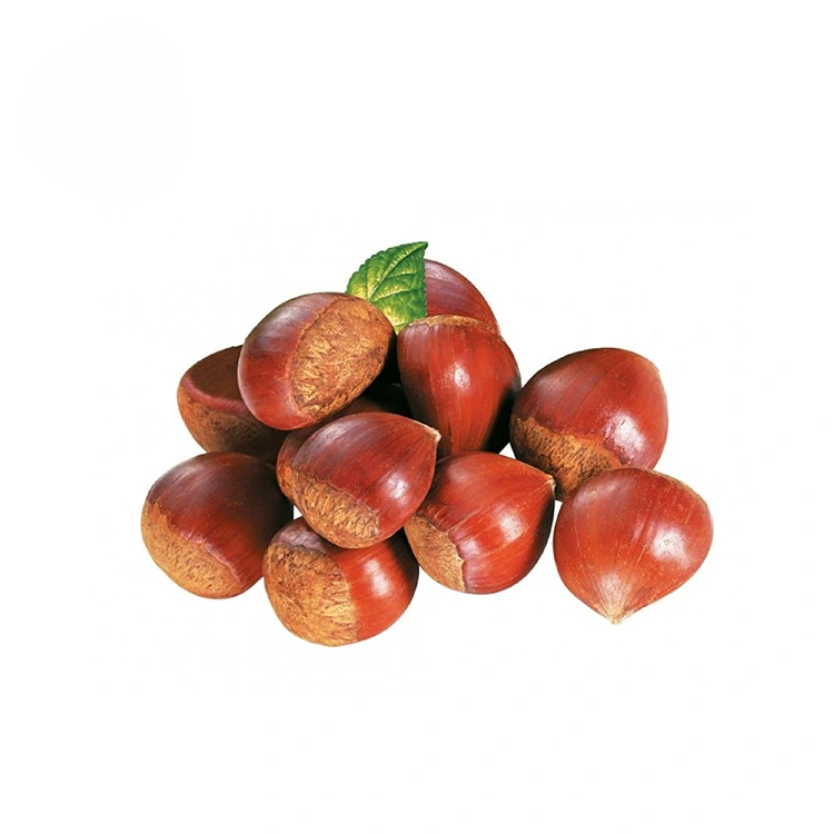 Premium Quality Chestnuts