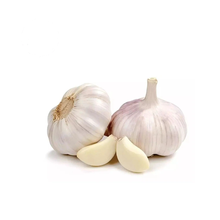 Premium ferm en plomp Normale Wit Knoffel
