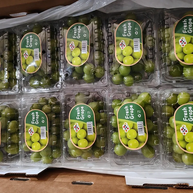 Geselekteerde vars glans Muscat druiwe